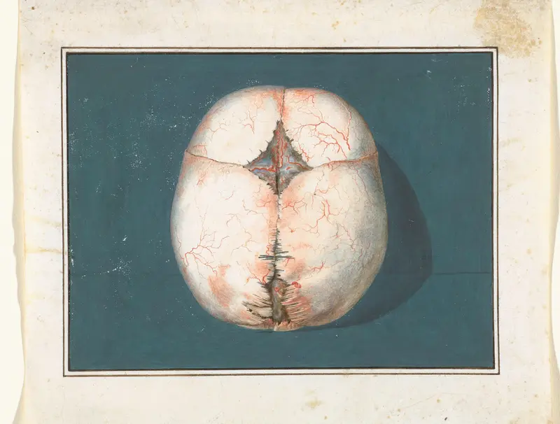 Top View of a Child’s Fontanel Wall Art by Jan l' Admiral - High-Resolution Digital Print