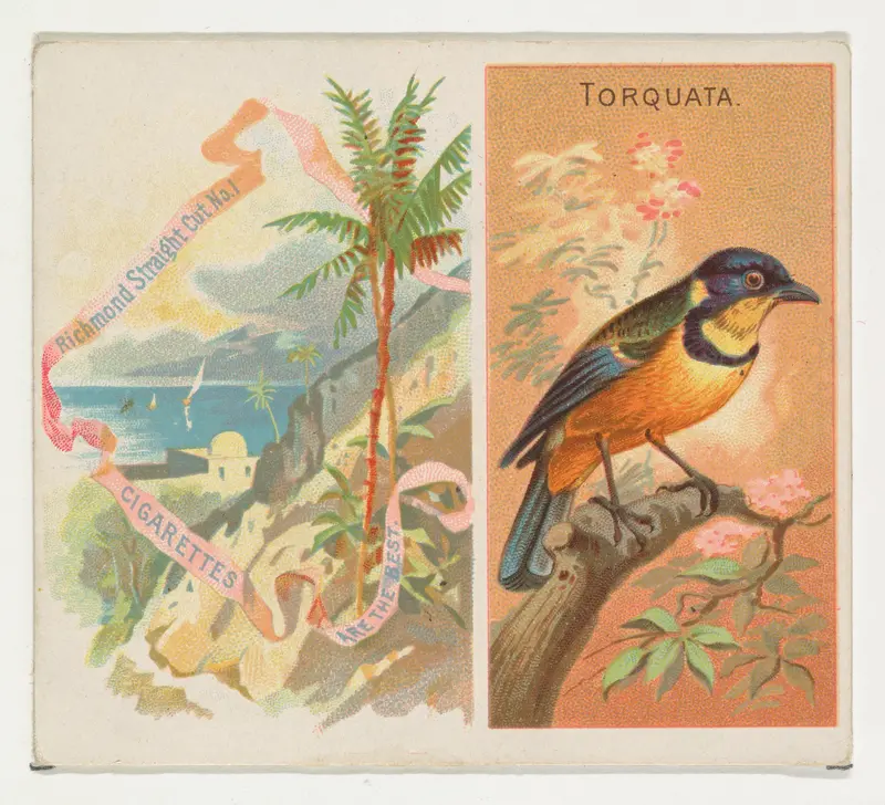 Torquata, from Birds of the Tropics series (N38) for Allen & Ginter Cigarettes Wall Art by Allen & Ginter - High-Resolution Digital Print