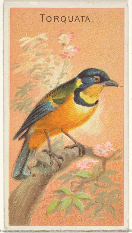 Torquata, from the Birds of the Tropics series (N5) for Allen & Ginter Cigarettes Brands Wall Art by Allen & Ginter - High-Resolution Digital Print