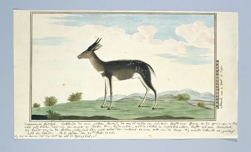 Tragelaphus scriptus (Bushbuck) Wall Art by Robert Jacob Gordon - High-Resolution Digital Print