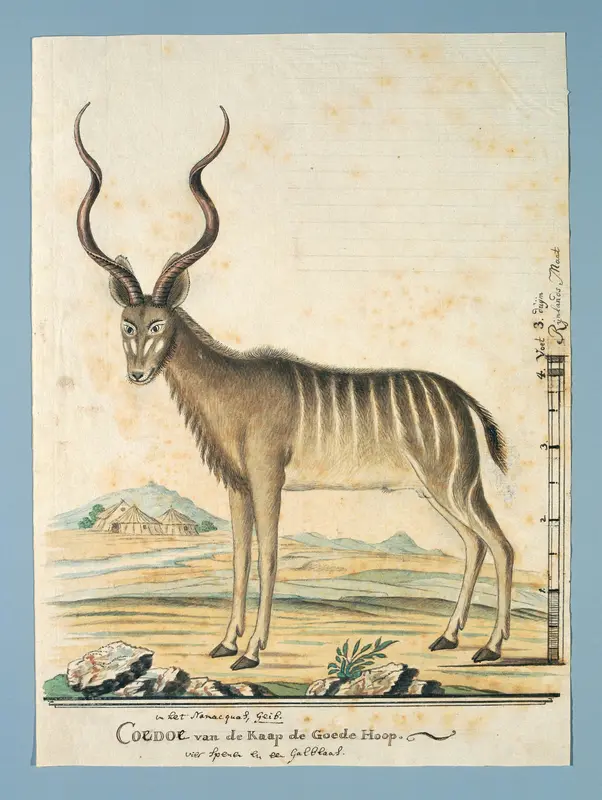 Tragelaphus strepsiceros (Greater kudu) Wall Art by Robert Jacob Gordon - High-Resolution Digital Print