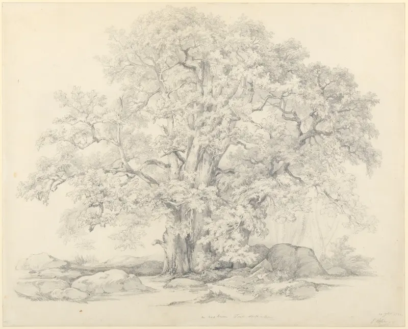 Tree and Rocks in the Forest of Fontainebleau