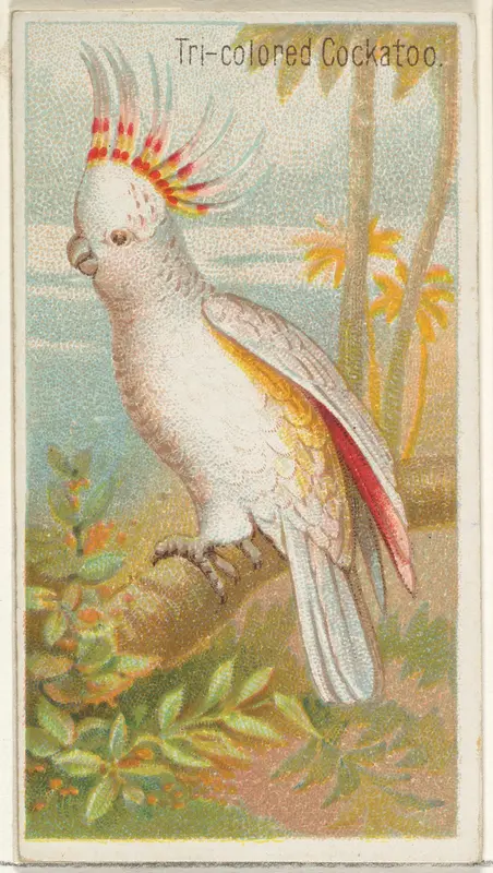 Tri-colored Cockatoo, from the Birds of the Tropics series (N5) for Allen & Ginter Cigarettes Brands Wall Art by Allen & Ginter - High-Resolution Digital Print