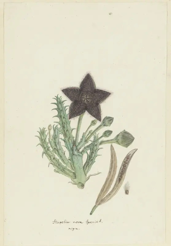 Tridentea gemmiflora (Masson) Haw.(Stapelia gemmiflora) Wall Art by Robert Jacob Gordon - High-Resolution Digital Print