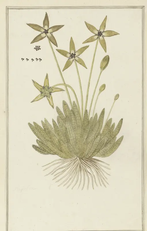 Tridentea pedunculata (Masson) L.C. Leach Wall Art by Robert Jacob Gordon - High-Resolution Digital Print