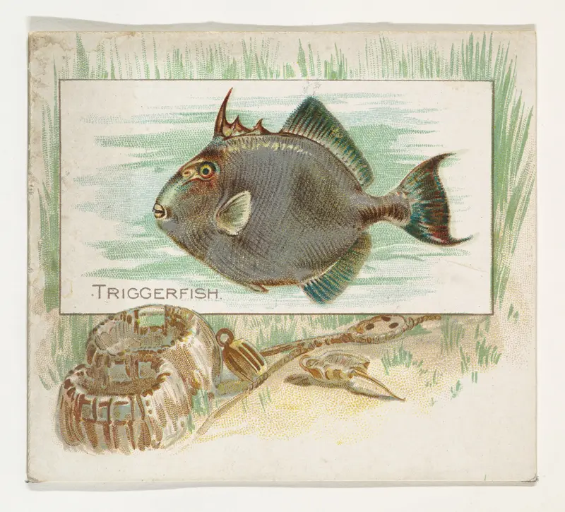 Triggerfish, from Fish from American Waters series (N39) for Allen & Ginter Cigarettes Wall Art by Allen & Ginter - High-Resolution Digital Print
