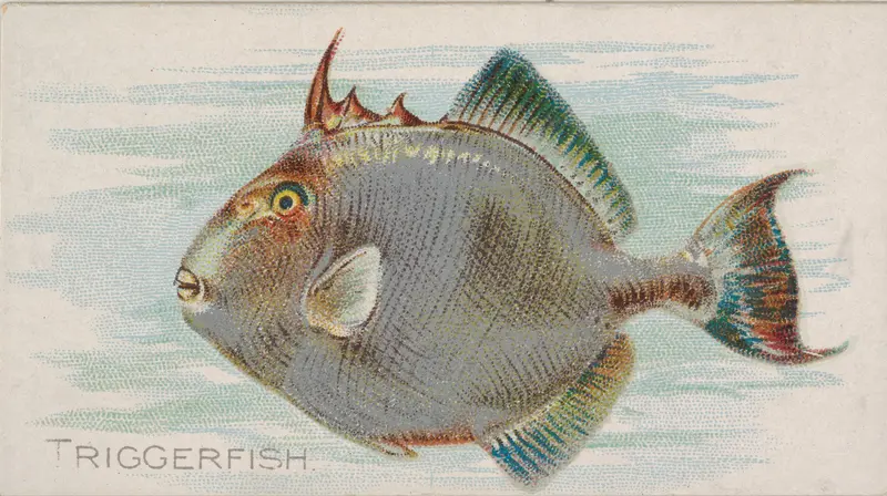Triggerfish, from the Fish from American Waters series (N8) for Allen & Ginter Cigarettes Brands Wall Art by Allen & Ginter - High-Resolution Digital Print