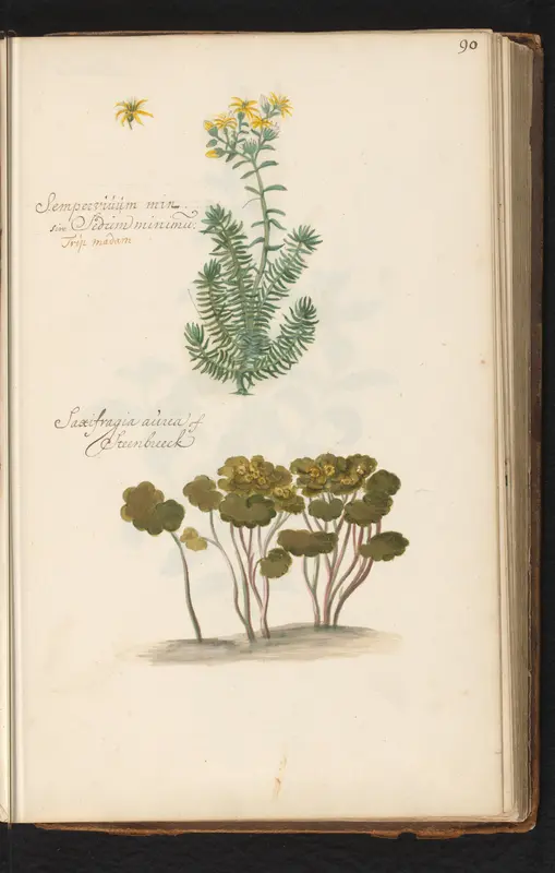 Tripmadam (Sedum rupestre) en steenbreek (Saxifraga) Wall Art by anonymous - High-Resolution Digital Print