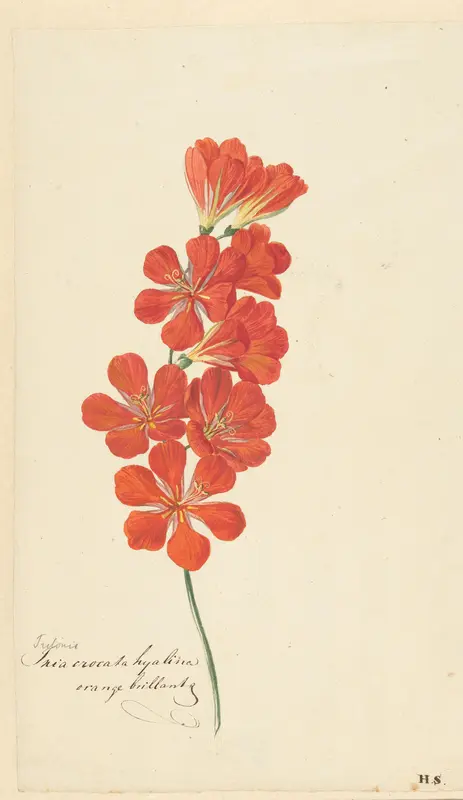 Tritonia Crocata (Flame Freesia) Wall Art by Hendrik Schwegman - High-Resolution Digital Print