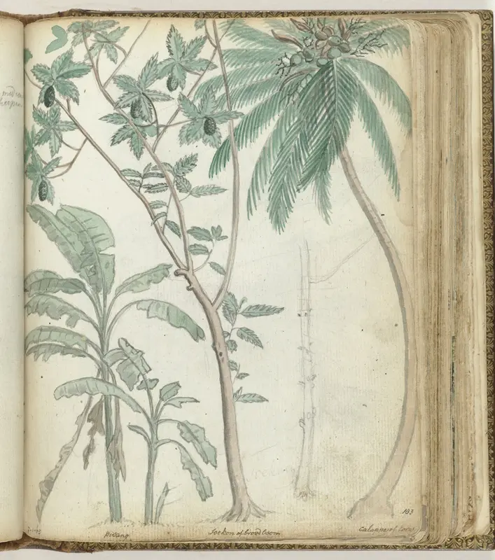 Tropische bomen Wall Art by Jan Brandes - High-Resolution Digital Print