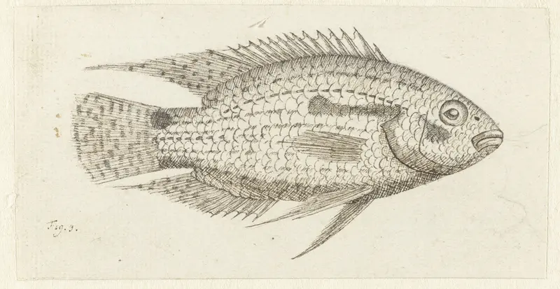 Tropische vis Chromis epse Wall Art by Johannes le Francq van Berkhey - High-Resolution Digital Print