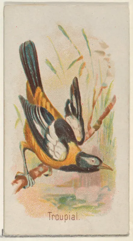 Troupial, from the Song Birds of the World series (N23) for Allen & Ginter Cigarettes Wall Art by Allen & Ginter - High-Resolution Digital Print