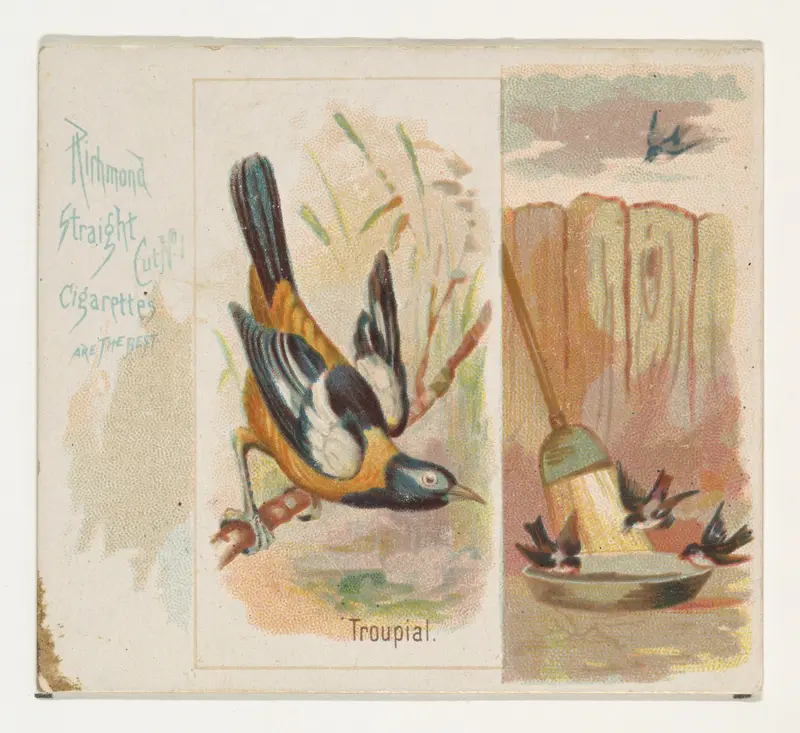 Troupial, from the Song Birds of the World series (N42) for Allen & Ginter Cigarettes Wall Art by Allen & Ginter - High-Resolution Digital Print