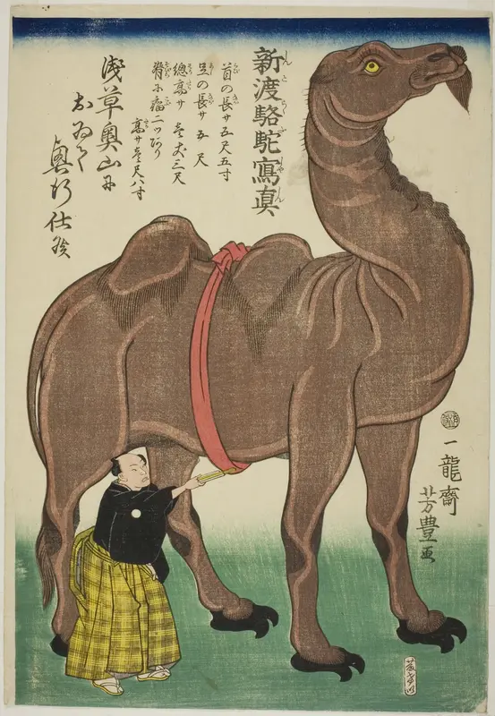 True Drawing of a Newly Arrived Camel (Shinto rakuda shashin)