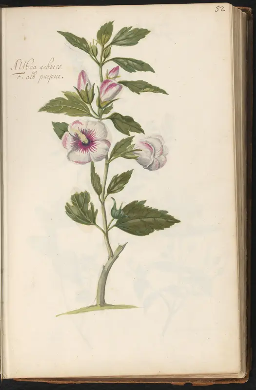 Tuinhibiscus (Hibiscus syriacus) Wall Art by anonymous - High-Resolution Digital Print