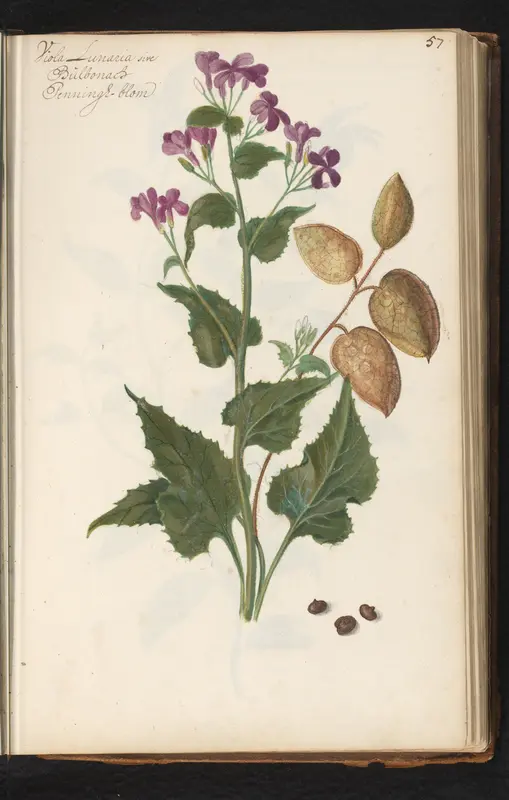 Tuinjudaspenning (Lunaria annua) in verschillende ontwikkelingsstadia Wall Art by anonymous - High-Resolution Digital Print