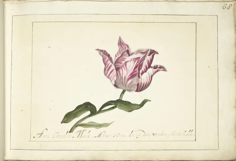 Tulip Wall Art by Anna Cornelia Moda - High-Resolution Digital Print