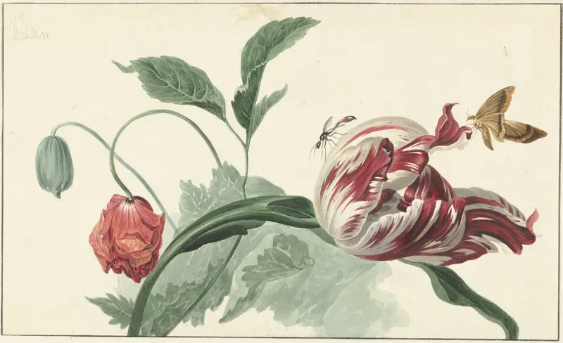 Tulip and a Poppy Wall Art by Unknown - High-Resolution Digital Print