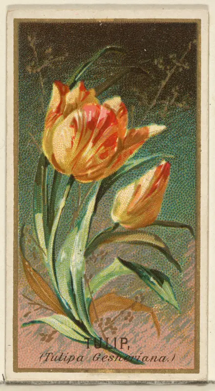 Tulip (Tulipa Gesheriana), from the Flowers series for Old Judge Cigarettes Wall Art by Goodwin & Company - High-Resolution Digital Print