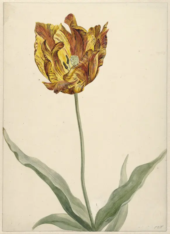 Tulp Wall Art by anonymous - High-Resolution Digital Print