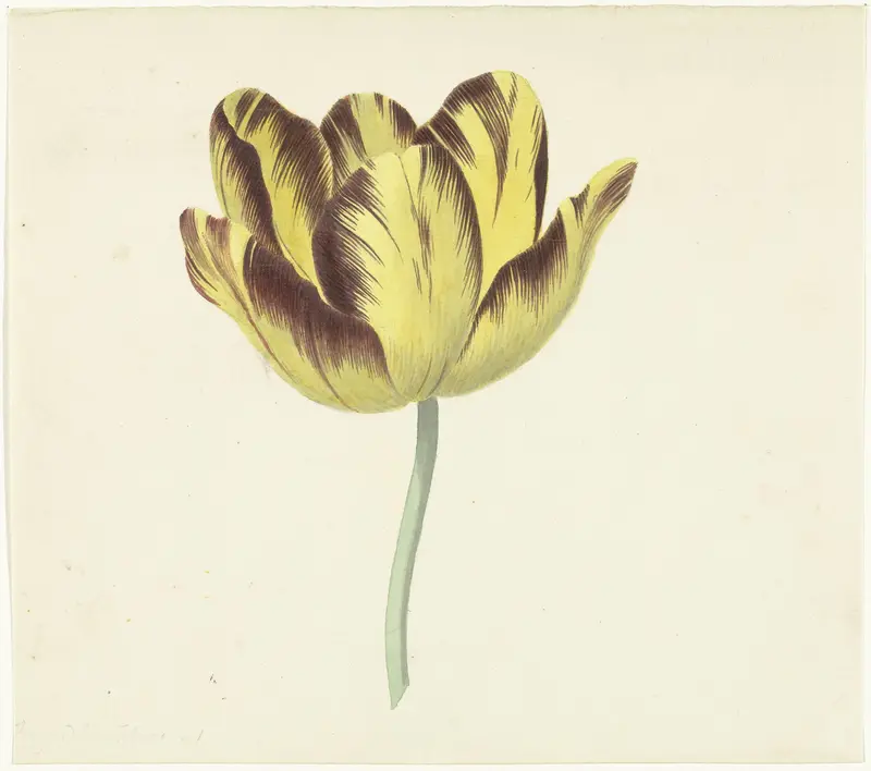 Tulp genaamd Bizard Le Febure No. 1 Wall Art by Cornelis van Noorde - High-Resolution Digital Print