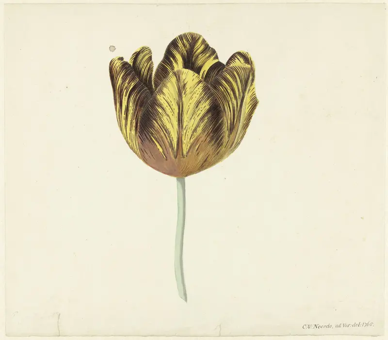 Tulp genaamd Bizard Sub. A Wall Art by Cornelis van Noorde - High-Resolution Digital Print