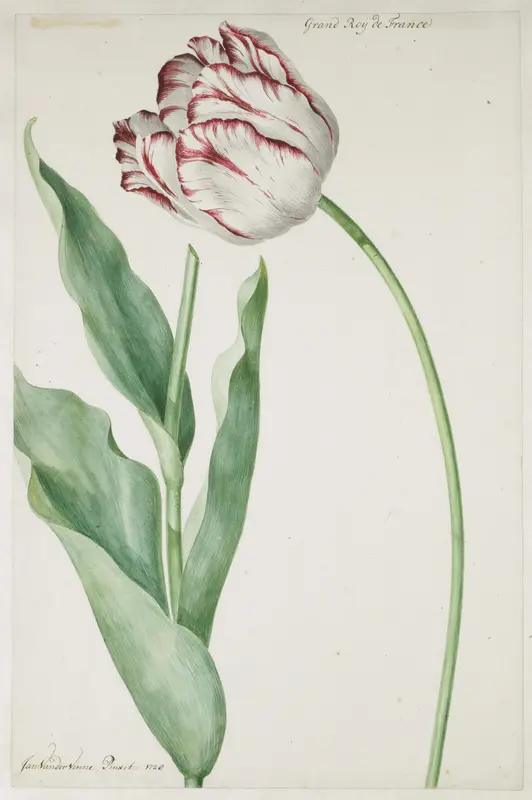 Tulp Grand Roy de France Wall Art by Jan Laurensz. van der Vinne - High-Resolution Digital Print
