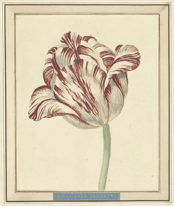 Tulp, met de naam Bisar, Kardinaal de Fleuri Wall Art by Daniël Marot (II) - High-Resolution Digital Print