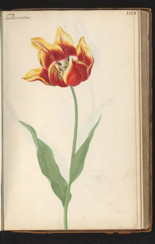 Tulp (Tulipa) genaamd Branson Wall Art by anonymous - High-Resolution Digital Print