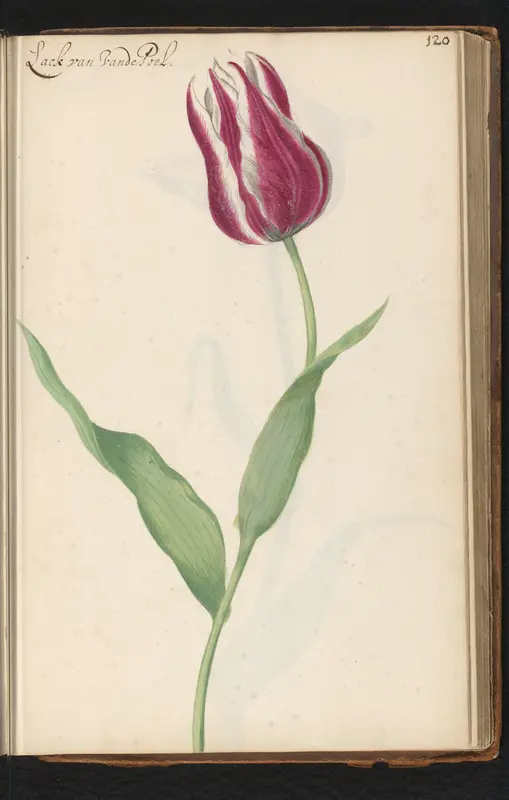 Tulp (Tulipa) genaamd Lack van Vandepoel Wall Art by anonymous - High-Resolution Digital Print