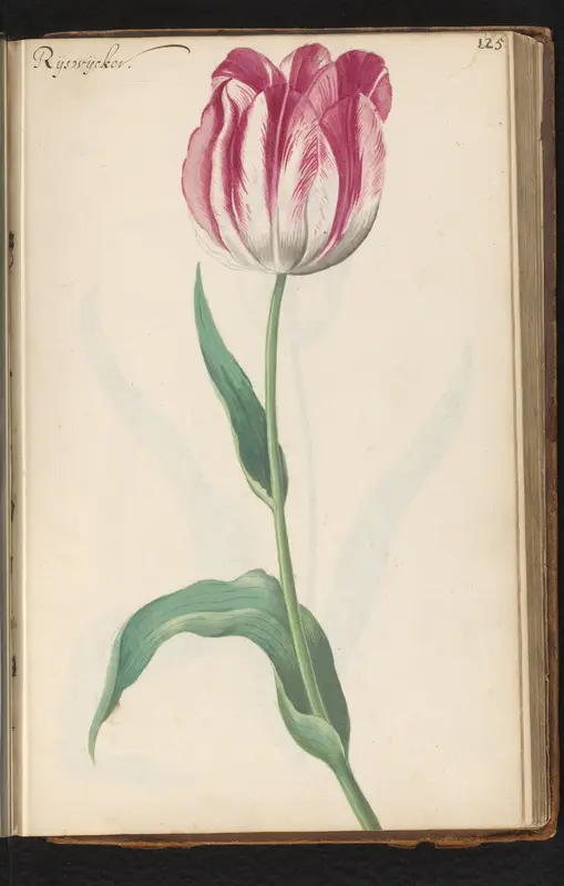 Tulp (Tulipa) genaamd Rijswijcker Wall Art by anonymous - High-Resolution Digital Print
