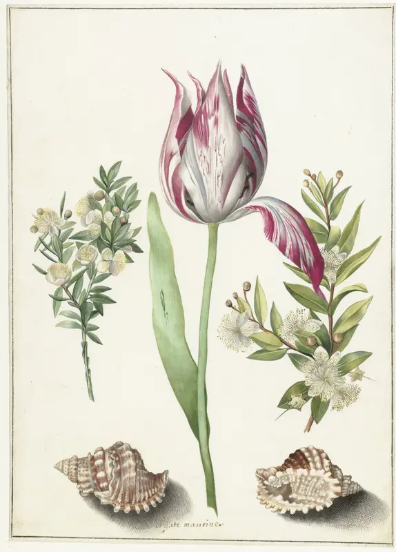 Tulp, twee takken van mirte en twee schelpen Wall Art by Unknown - High-Resolution Digital Print