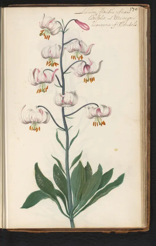 Turkse lelie (Lilium martagon) Wall Art by anonymous - High-Resolution Digital Print