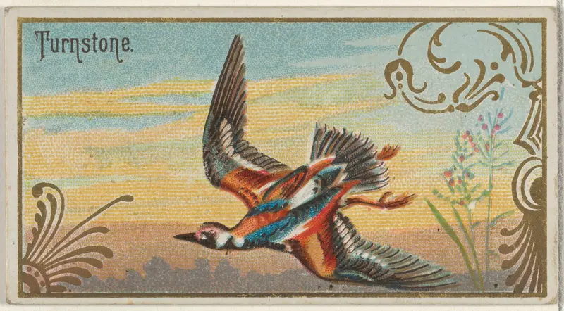 Turnstone, from the Game Birds series (N13) for Allen & Ginter Cigarettes Brands Wall Art by Allen & Ginter - High-Resolution Digital Print