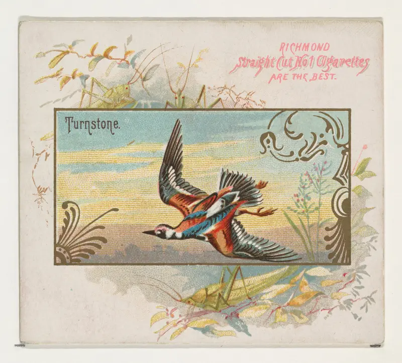 Turnstone, from the Game Birds series (N40) for Allen & Ginter Cigarettes Wall Art by Allen & Ginter - High-Resolution Digital Print