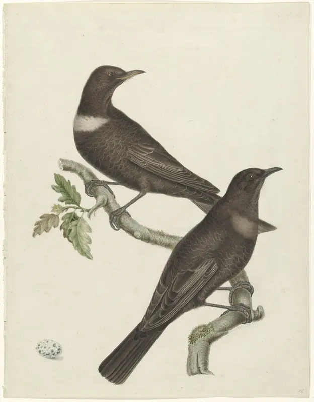 Twee beflijsters (Turdus torquatus) met een ei Wall Art by Unknown - High-Resolution Digital Print
