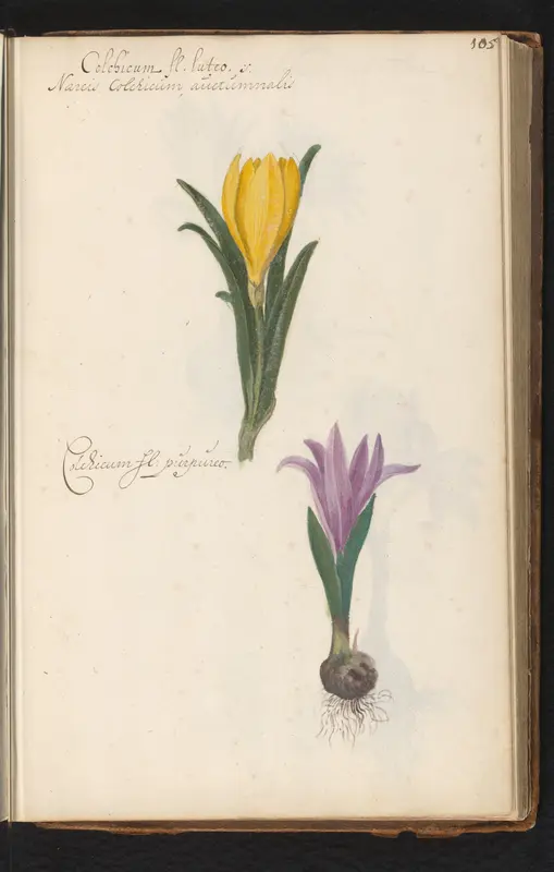 Twee colchicum varianten Wall Art by anonymous - High-Resolution Digital Print