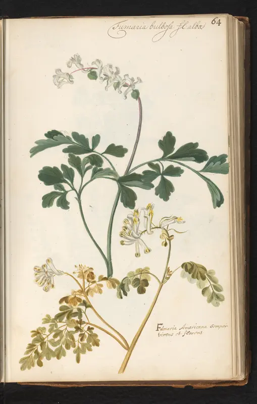 Twee duivenkervels (Fumaria officinalis) Wall Art by anonymous - High-Resolution Digital Print