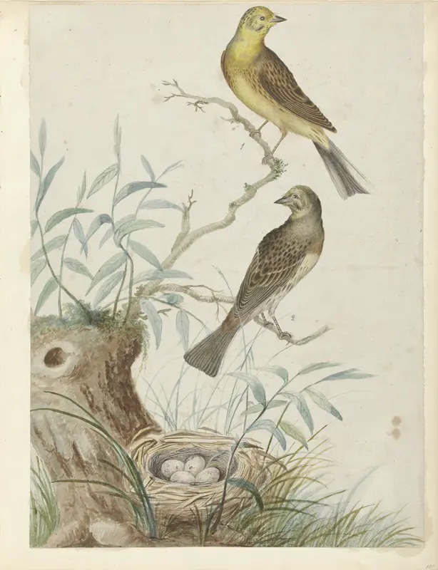 Twee geelgorzen, bij een nest met vier eieren Wall Art by Unknown - High-Resolution Digital Print