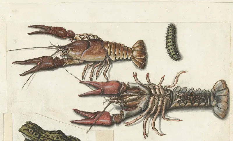 Twee langoustines en een rups Wall Art by anonymous - High-Resolution Digital Print