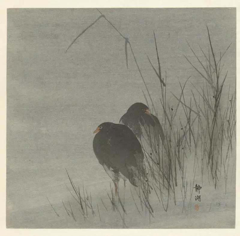 Twee meerkoeten tussen riet Wall Art by Unknown - High-Resolution Digital Print
