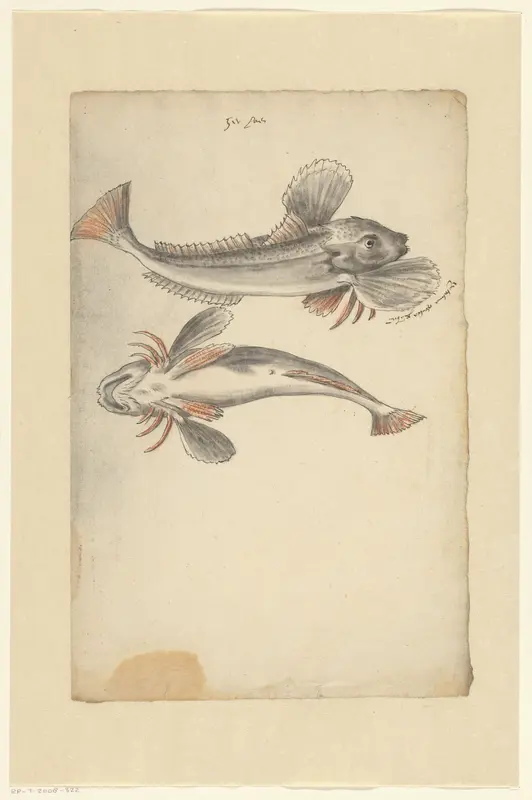 Twee rode ponen (Chelidonichthys lucerna) Wall Art by anonymous - High-Resolution Digital Print