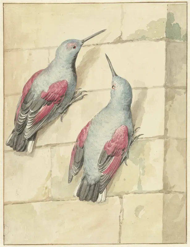 Twee rotskruipers, blauw en paars, op een muur Wall Art by Aert Schouman - High-Resolution Digital Print