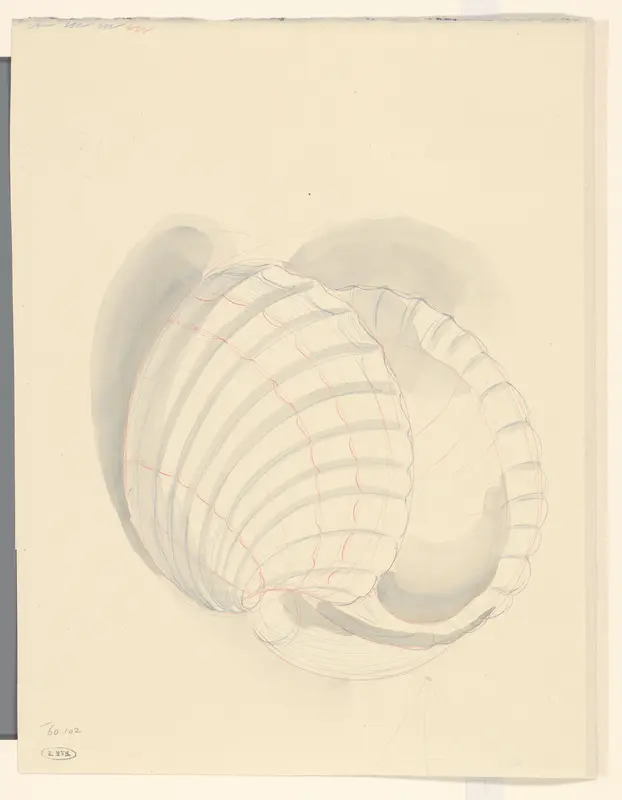 Twee schelpen Wall Art by Ko Prange - High-Resolution Digital Print