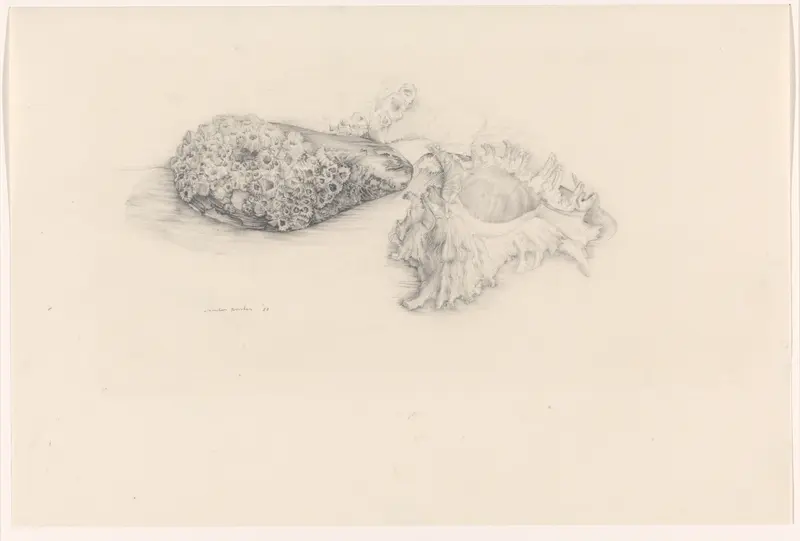 Twee schelpen Wall Art by Unknown - High-Resolution Digital Print