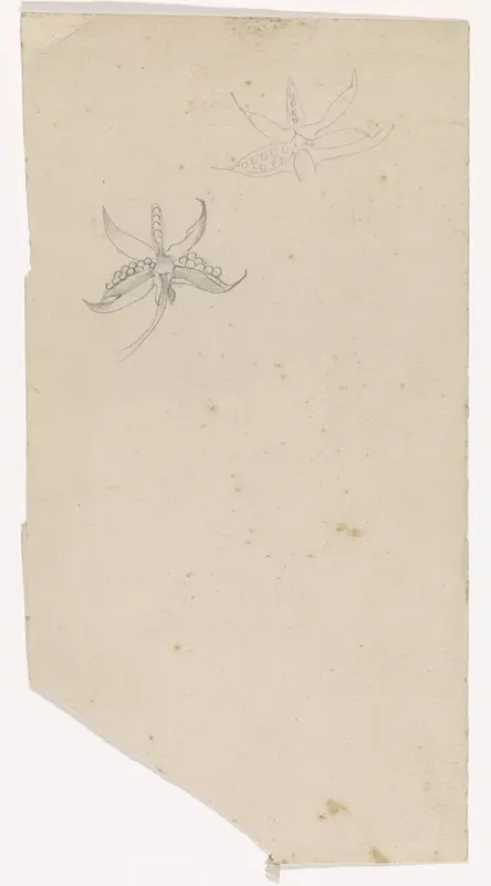 Twee schetsen van een iris (?) Wall Art by Antoon Derkinderen - High-Resolution Digital Print