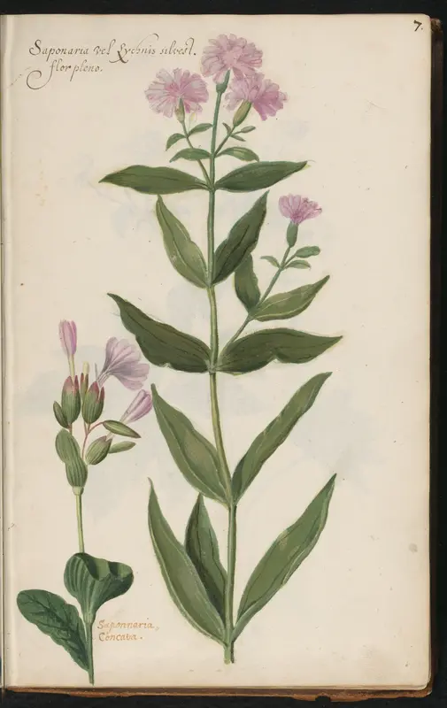 Twee soorten zeepkruid (Saponaria officinalis 'Flore Pleno' en Saponaria concava) Wall Art by anonymous - High-Resolution Digital Print