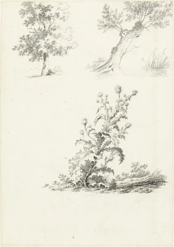 Twee studies van een boom en een distel Wall Art by Unknown - High-Resolution Digital Print