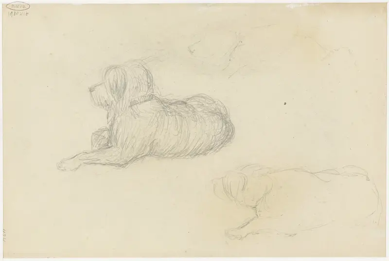 Twee studies van een hond