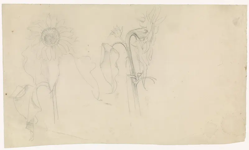 Twee studies van een zonnebloem Wall Art by Antoon Derkinderen - High-Resolution Digital Print